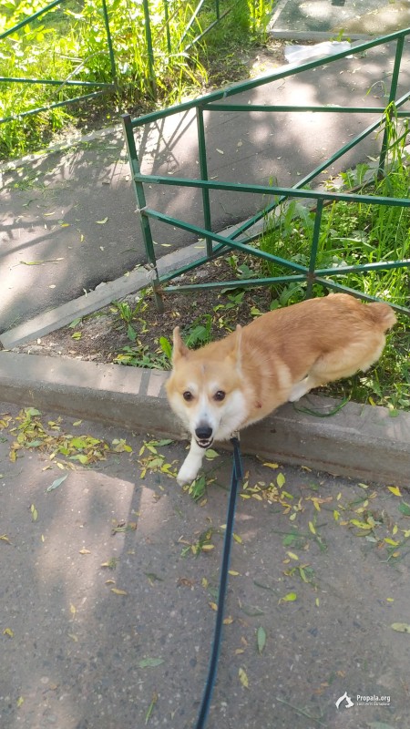 ПРОПАЛ КОРГИ! В РАЙОНЕ СЕВЕРНОЕ ИЗМ