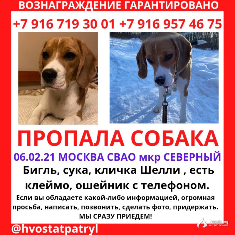 Пропала собака!