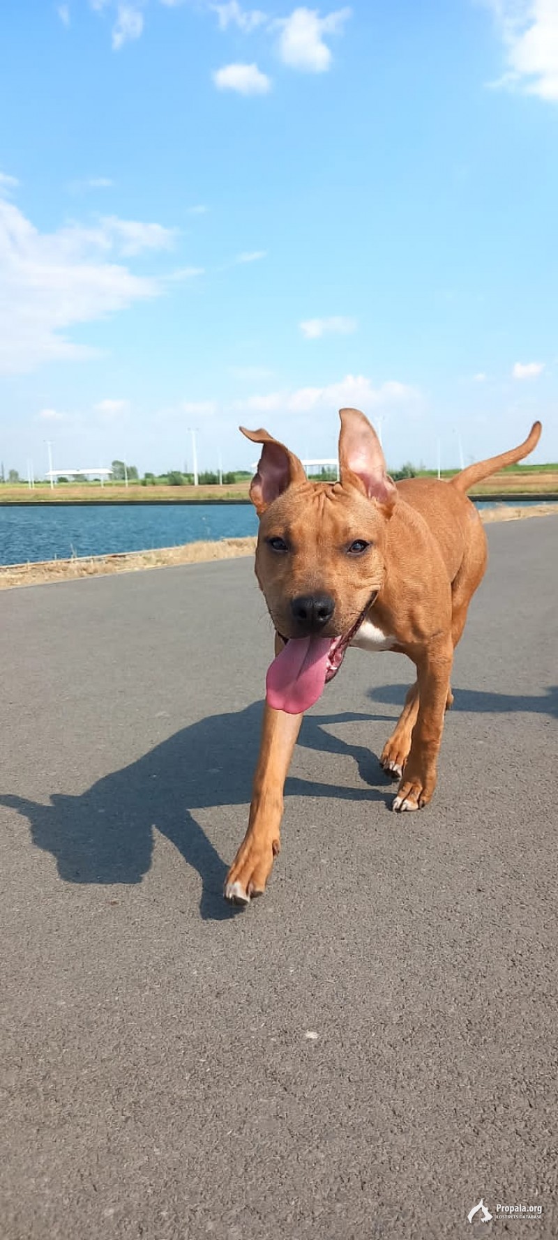 Потерялась собака девочка Ева стафф рыжая