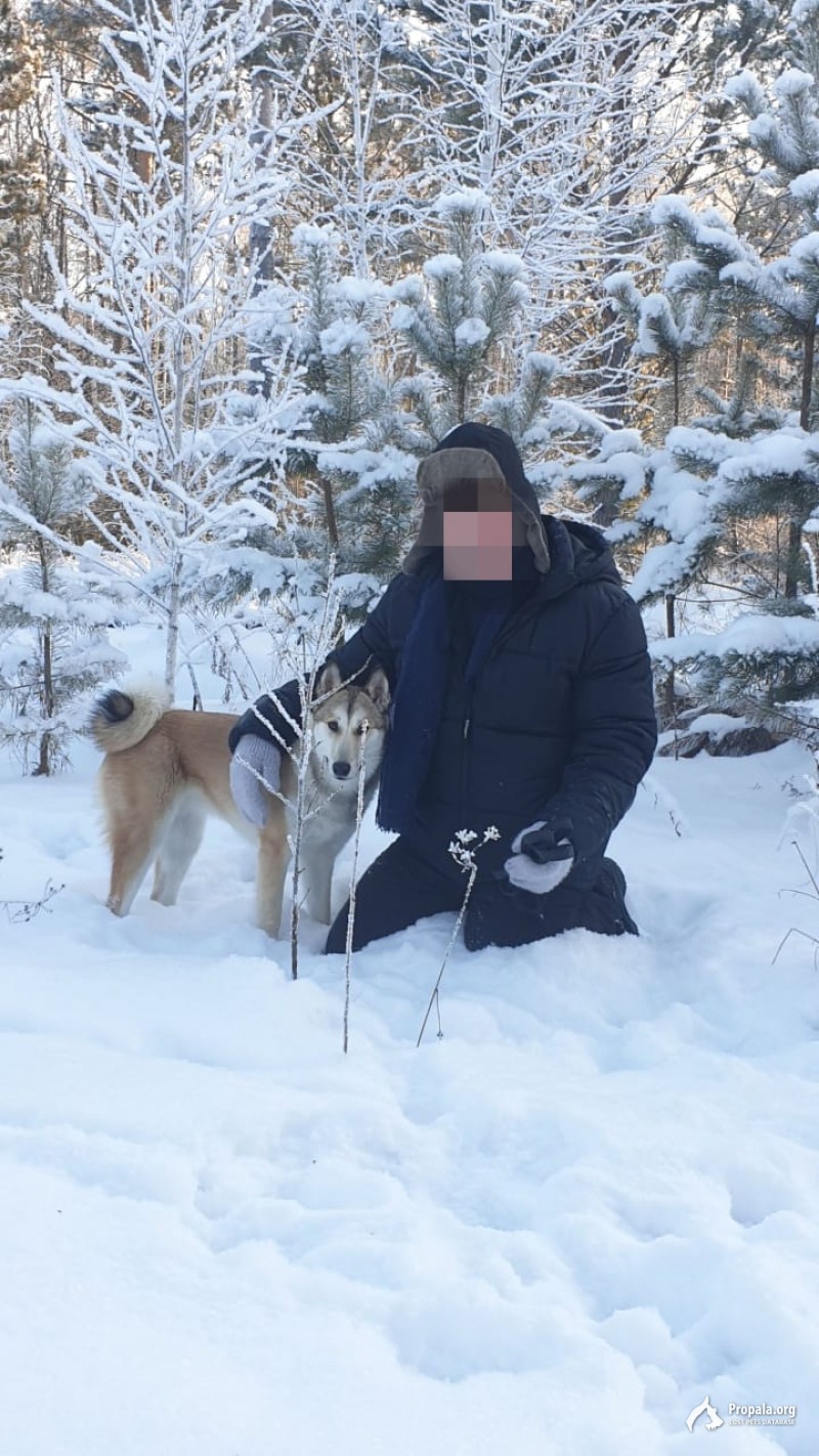 Потерялась лайка