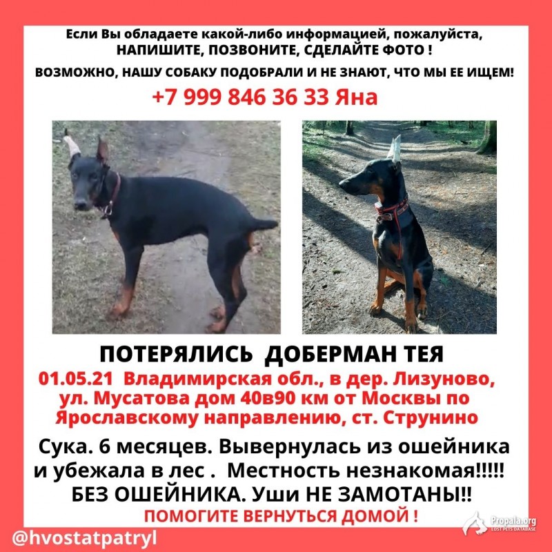 ПРОПАЛА СОБАКА ДОБЕРМАН