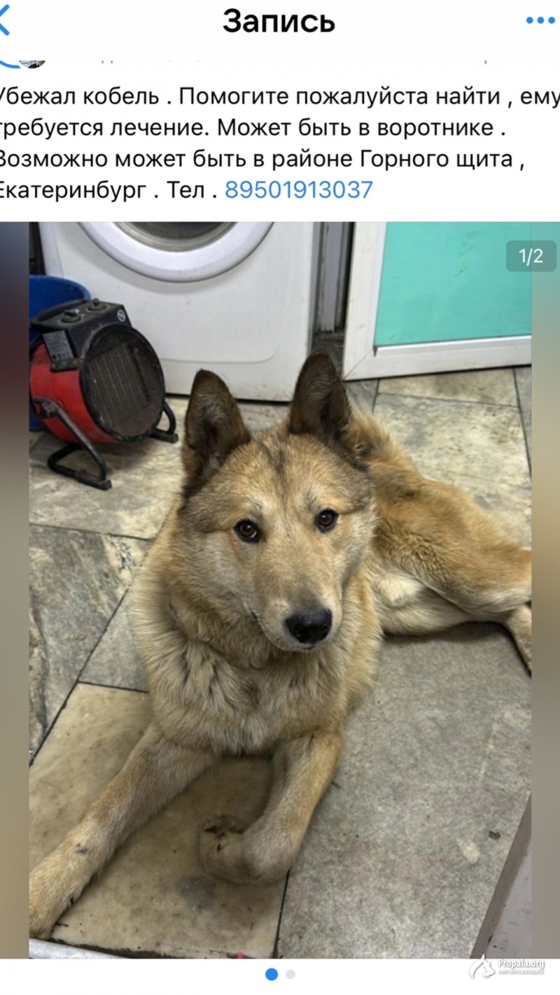 Пропала собака