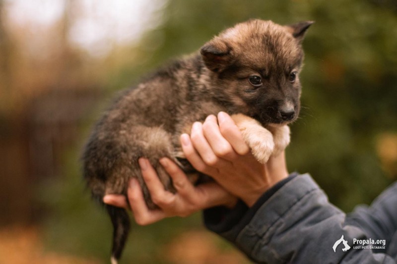 Щенки в поиске дома!