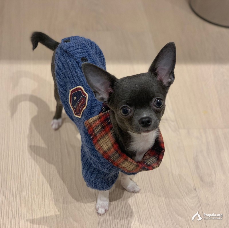 Помогите найти нашу собаку