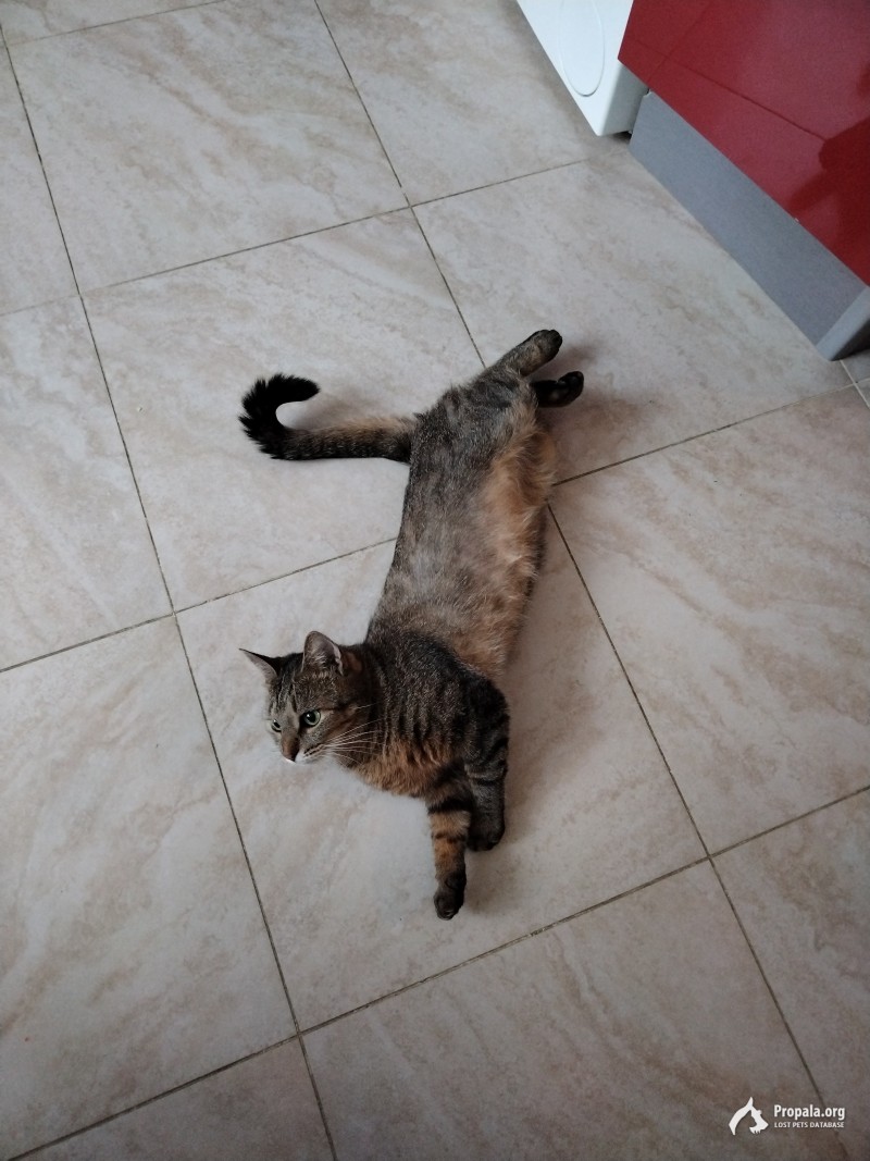 Пропала очень любимая кошка