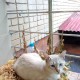 Нашли котика на ул Яна Полуяна