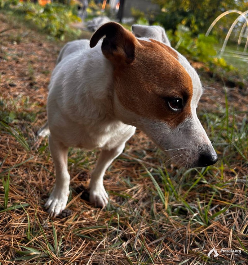 Пропала собака