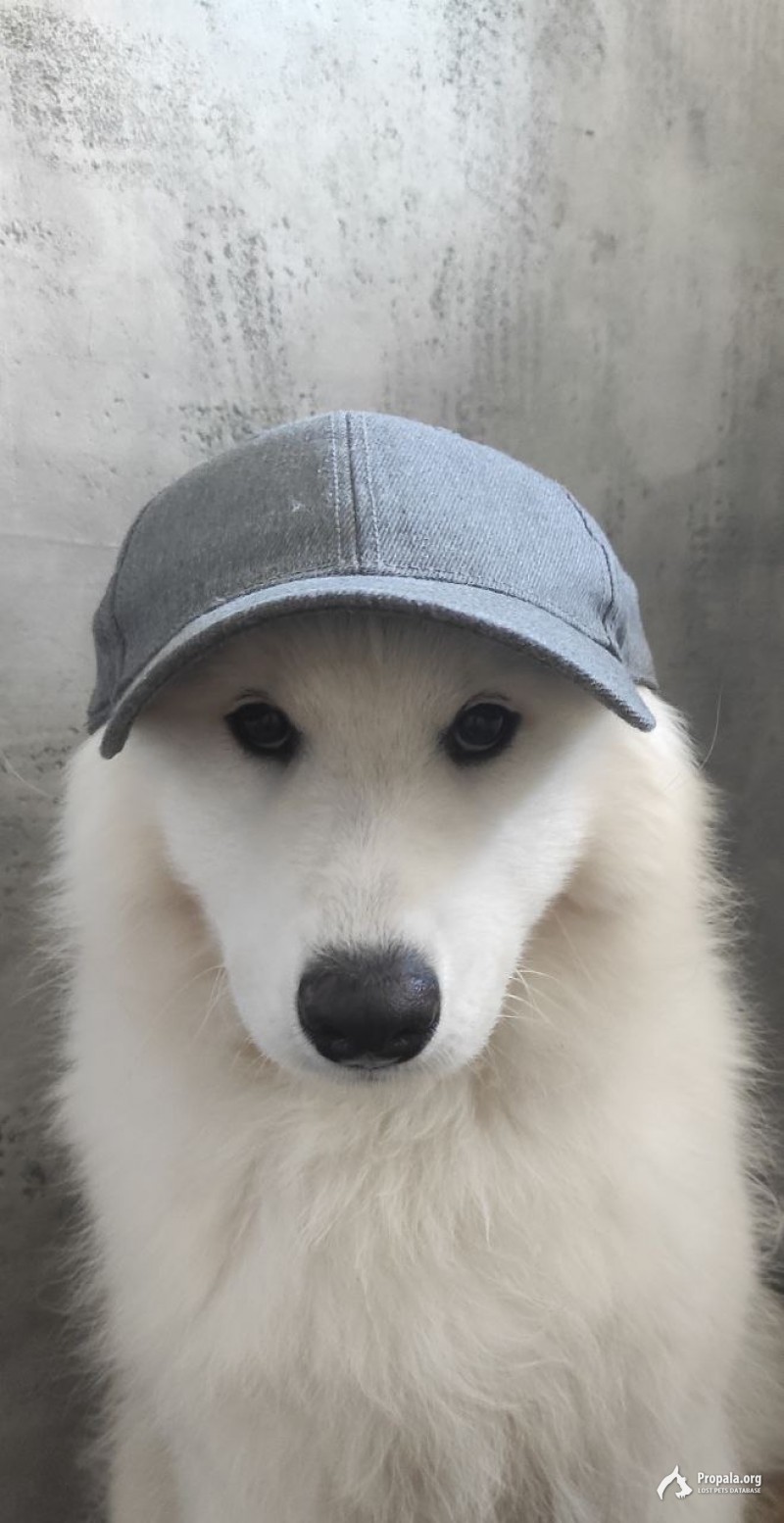 Сбежал щенок самоедской лайки на улице сун-ят-сена.