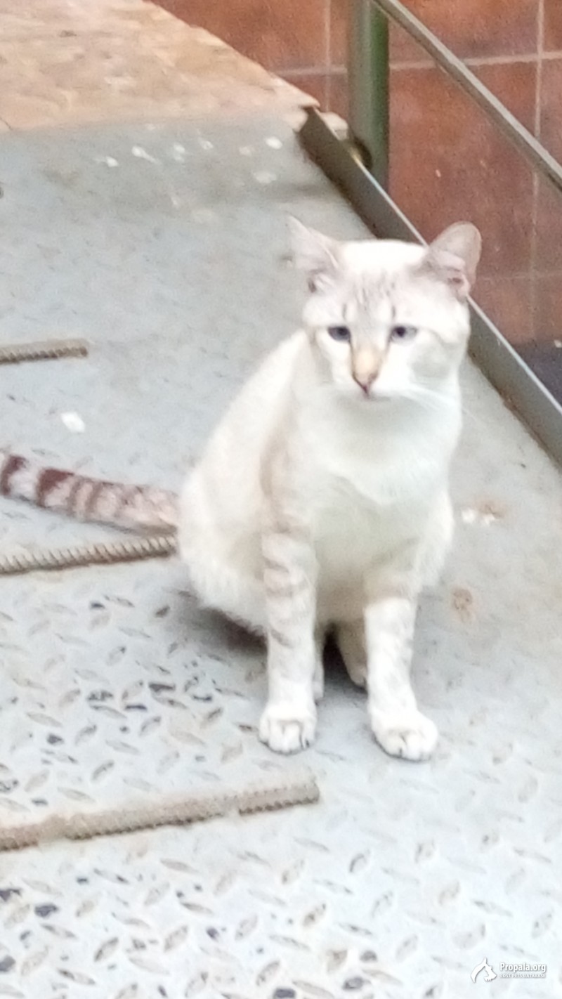 Нашли котика на ул Яна Полуяна