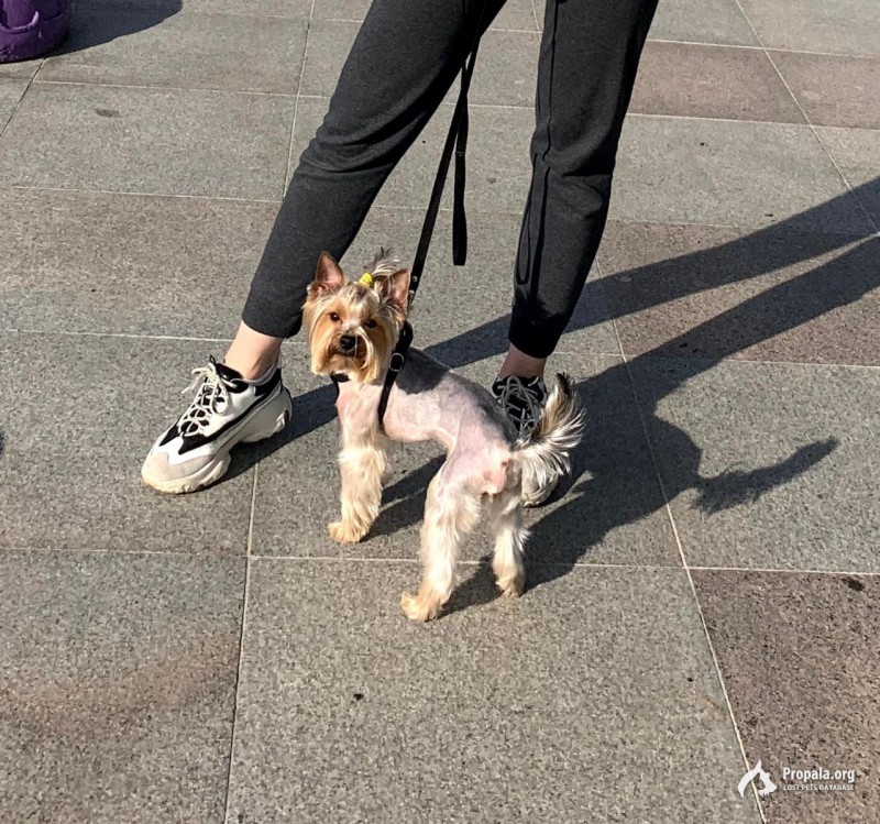 Пропала собака Спб