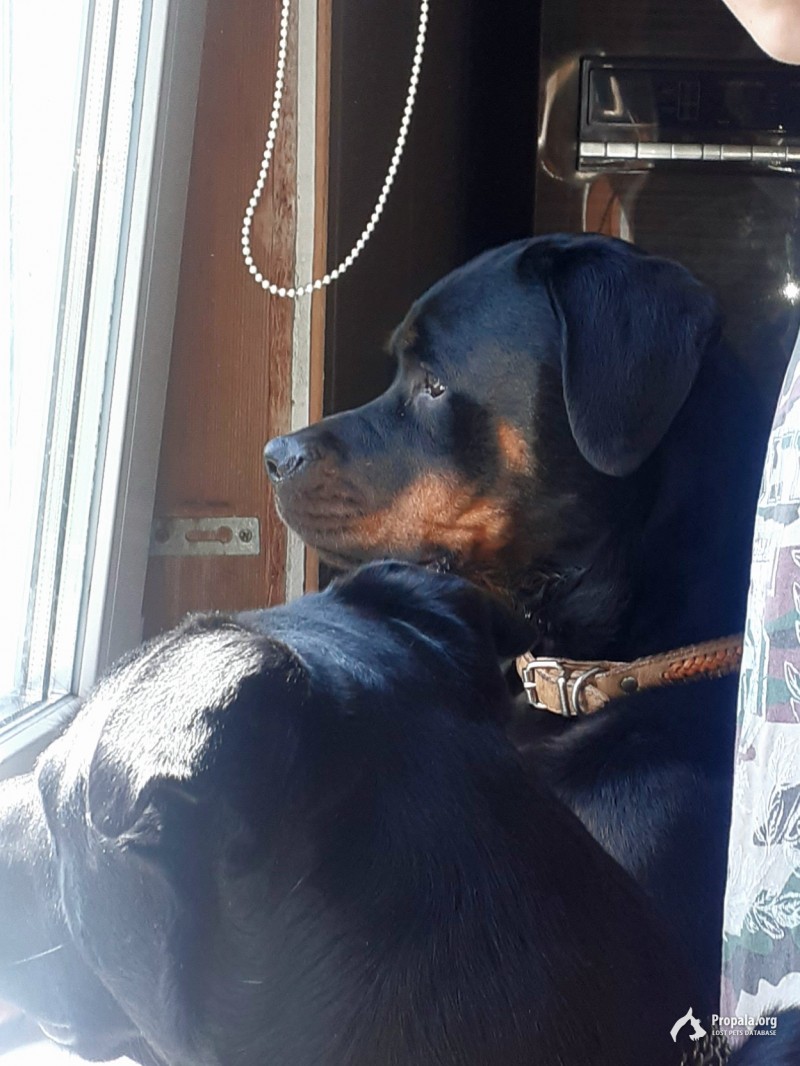 Пропала собака ротвейлер