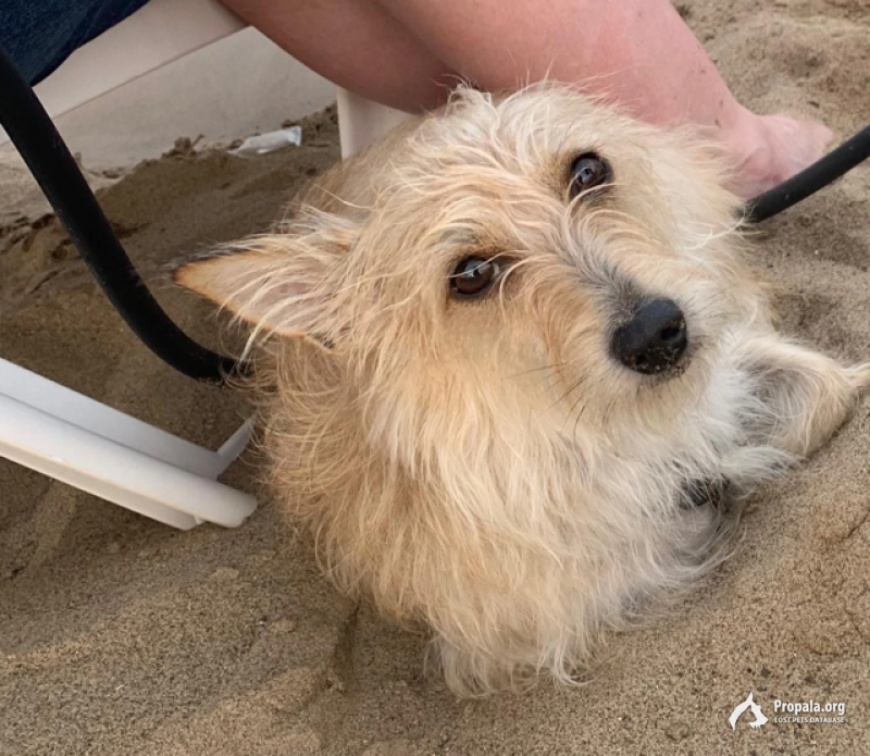 Пропала собака