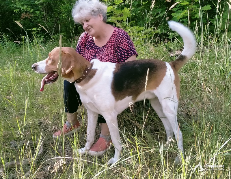 Пропала любимая собака!