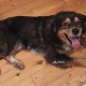 Пропала собака в Заельцовском районе, прошу помогите!