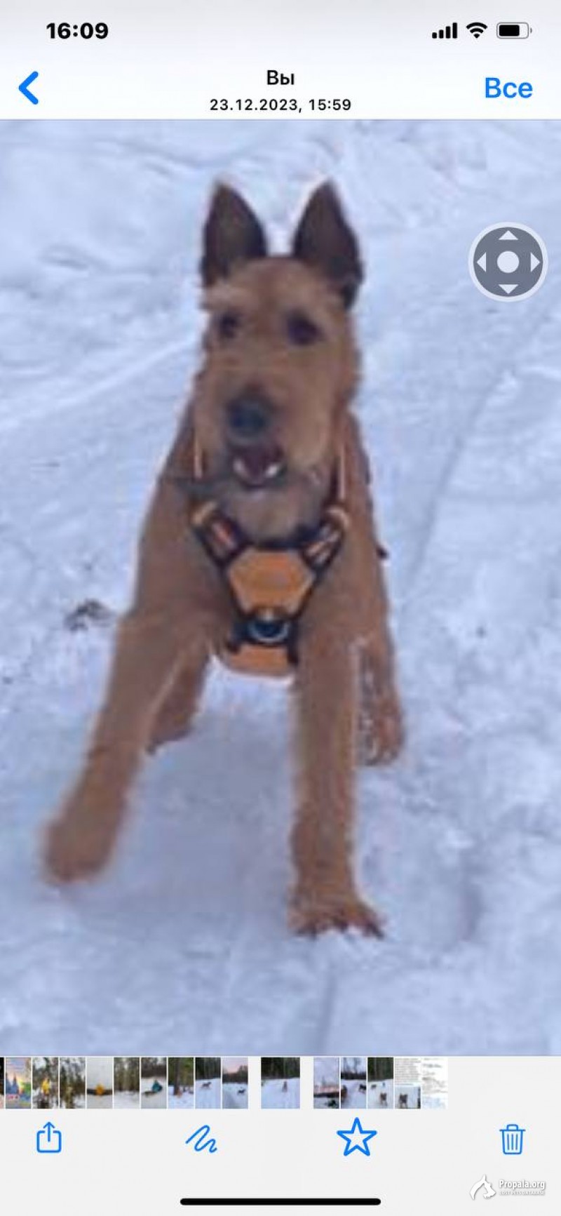 Найти Золтана