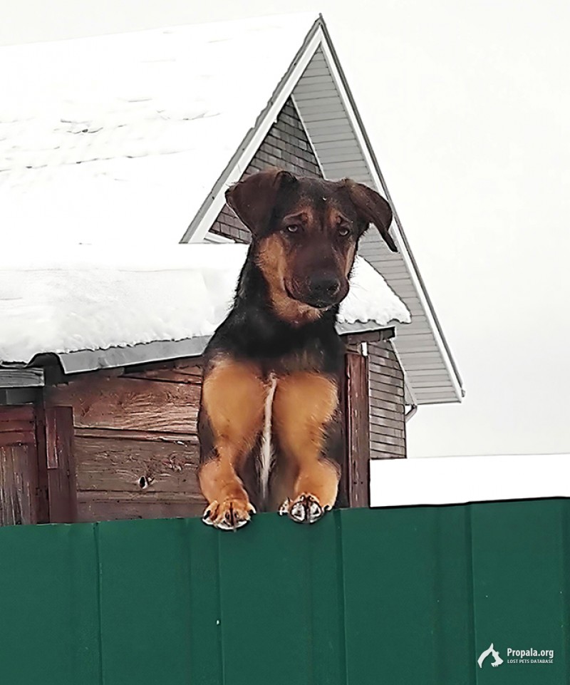 Пропала собака
