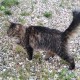 Найдена кошка/кот поселок Некрасовский (Катуар)