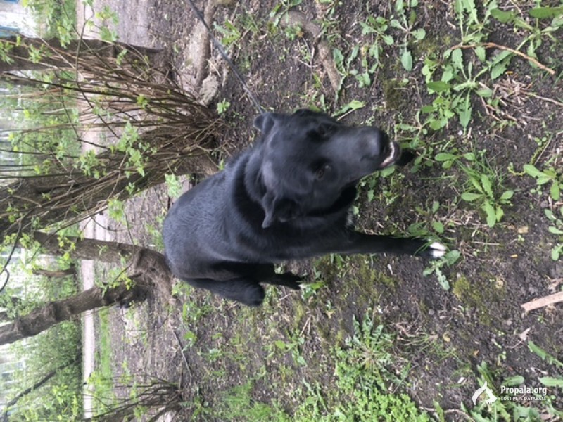 Убежал щенок-подросток