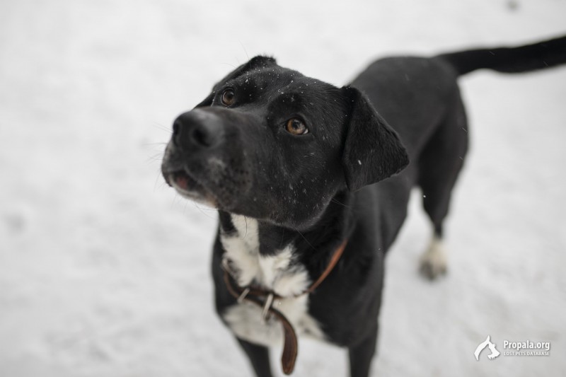 Ищет дом Ляля, метис стаффордширского терьера.