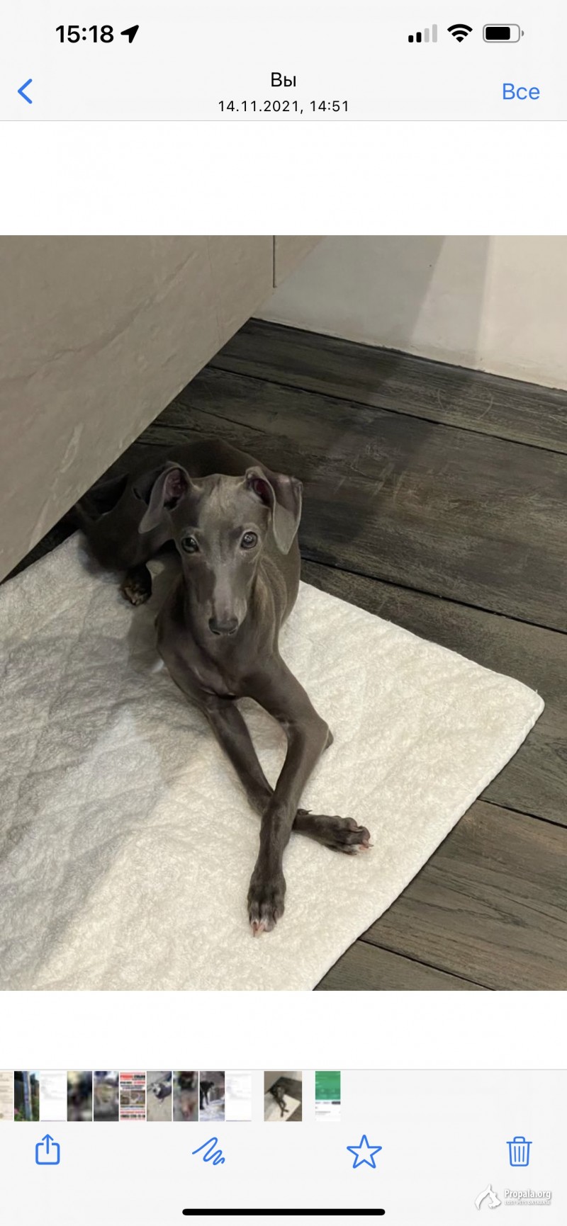 Сорвалась с поводком