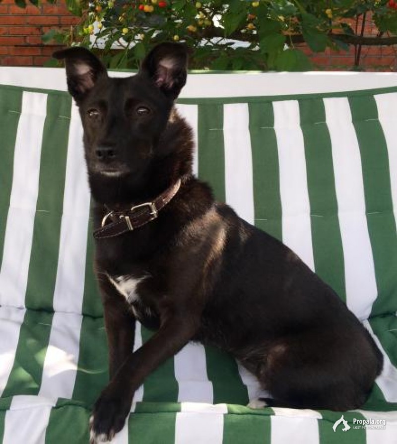 Пропала собака