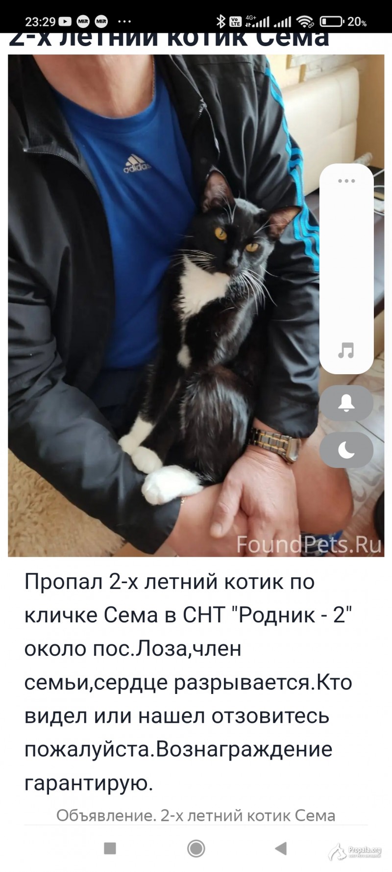 Пропал кот