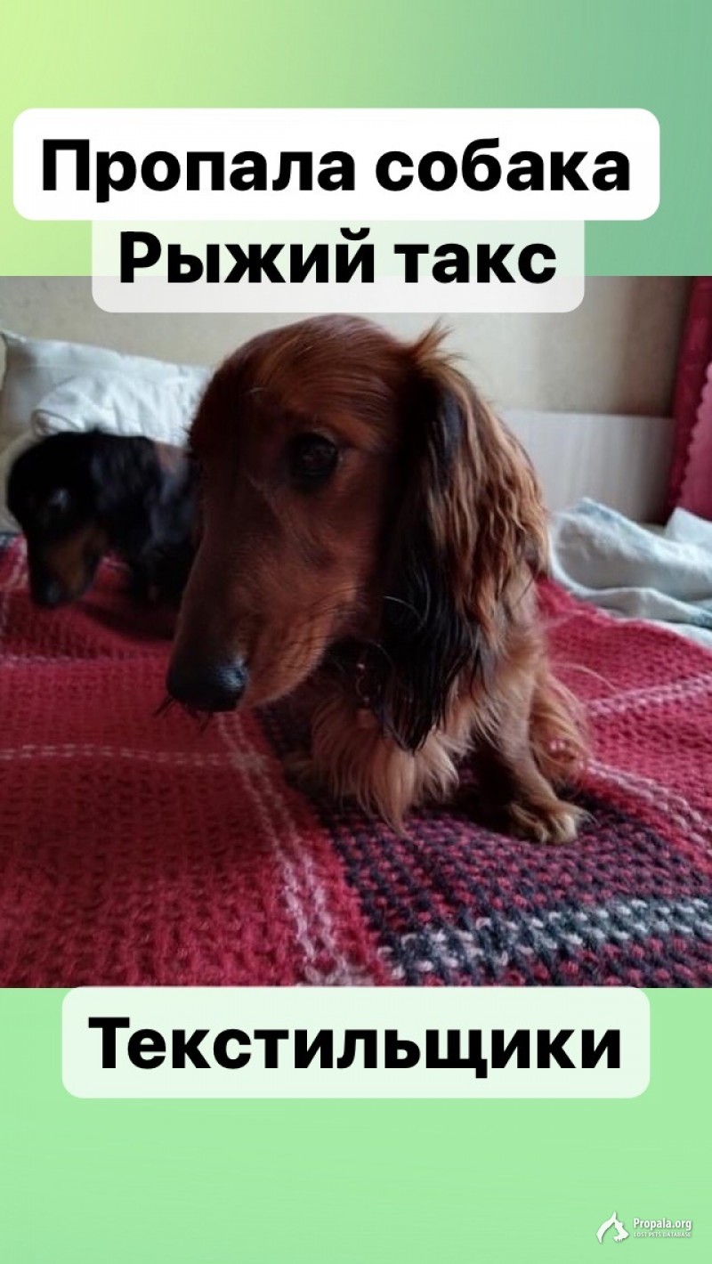 Пропал рыжий кроличий такс