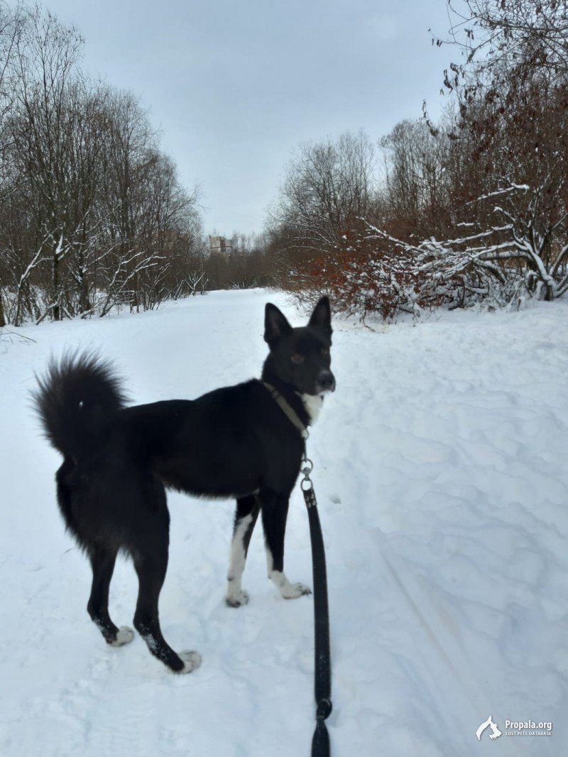 Пропала собака