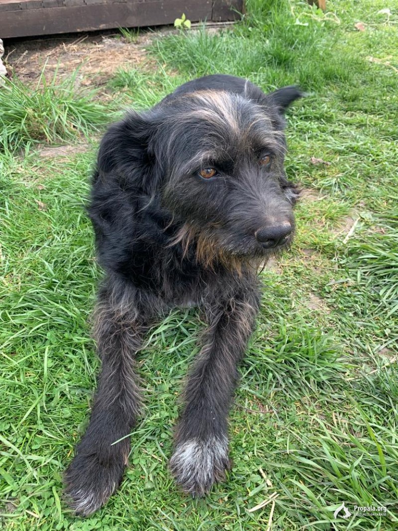 Пропала собака!!!