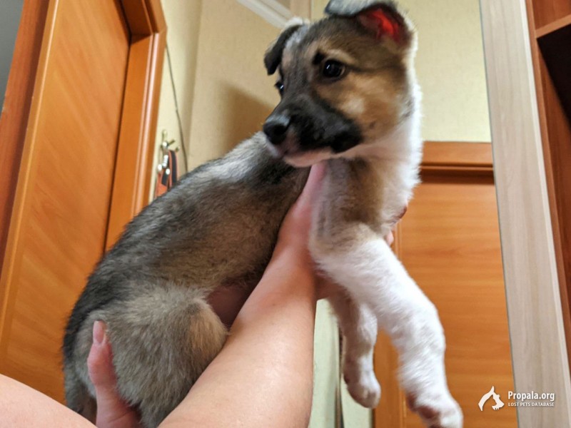 Отдам в добрые руки собаку