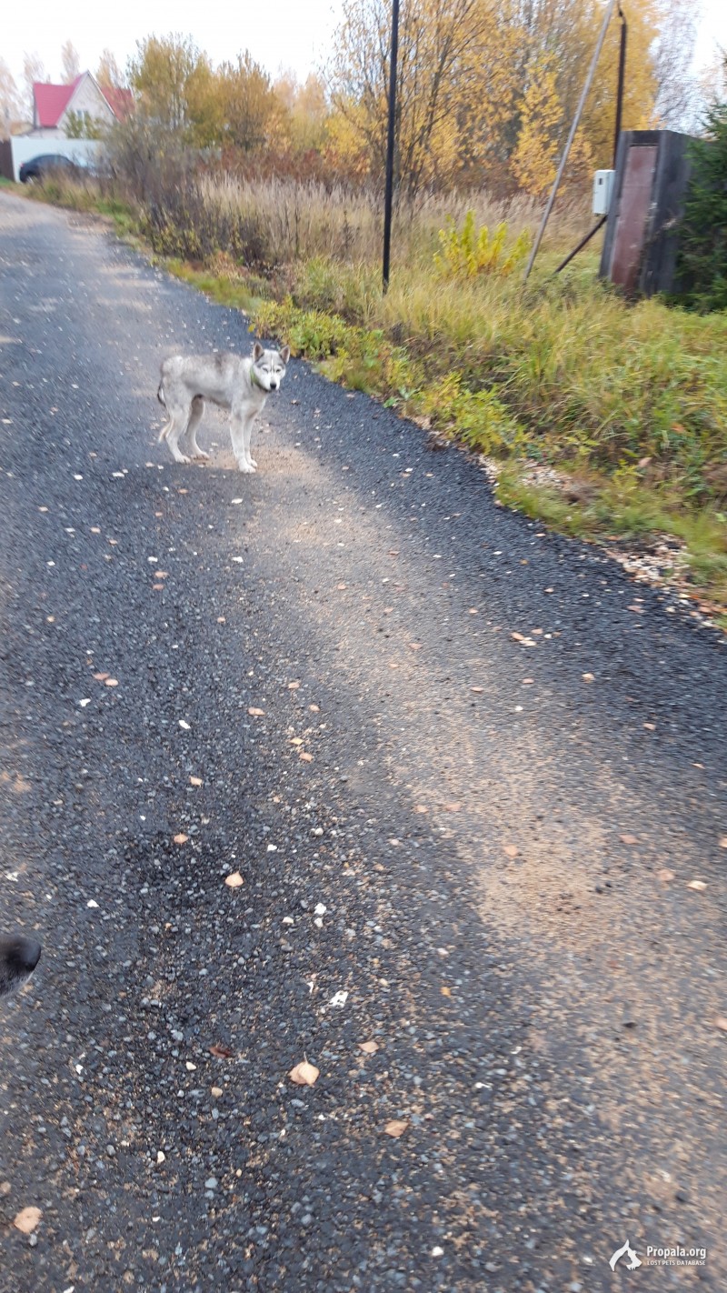 Найдена собака Хаски