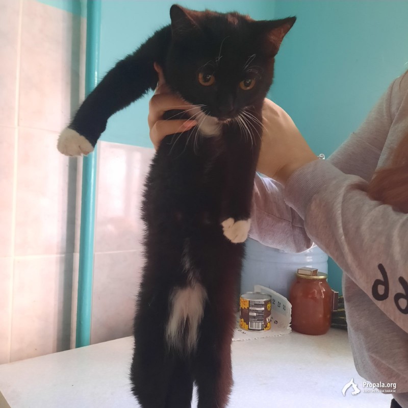 Найдена кошечка!