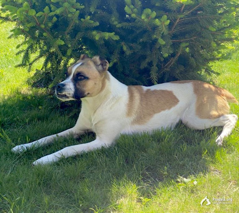 Вознаграждение за собачку!!!