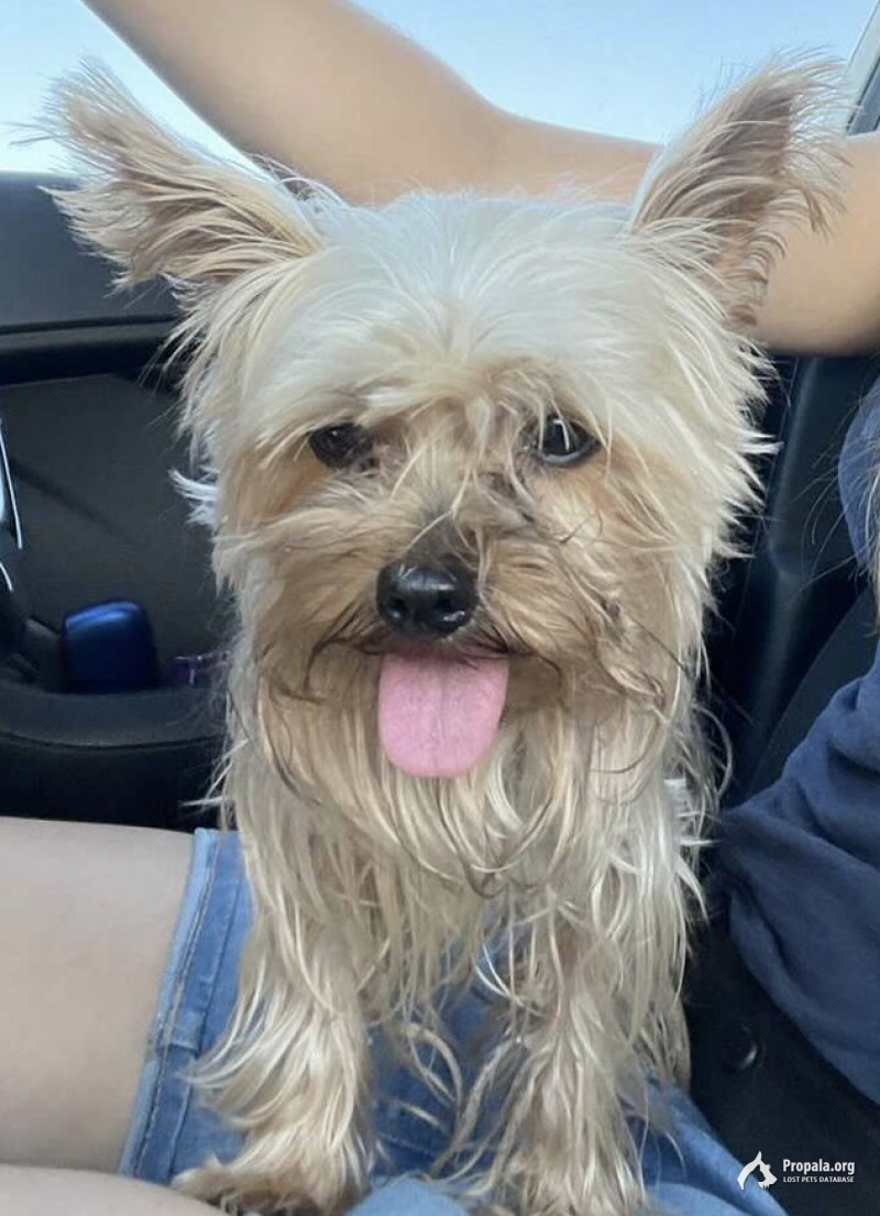 Найден йорк мальчик