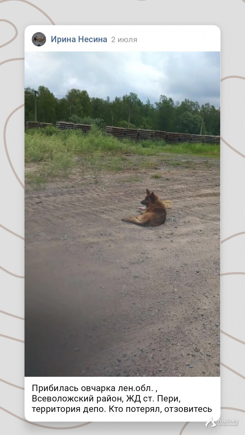 Прибилась овчарка