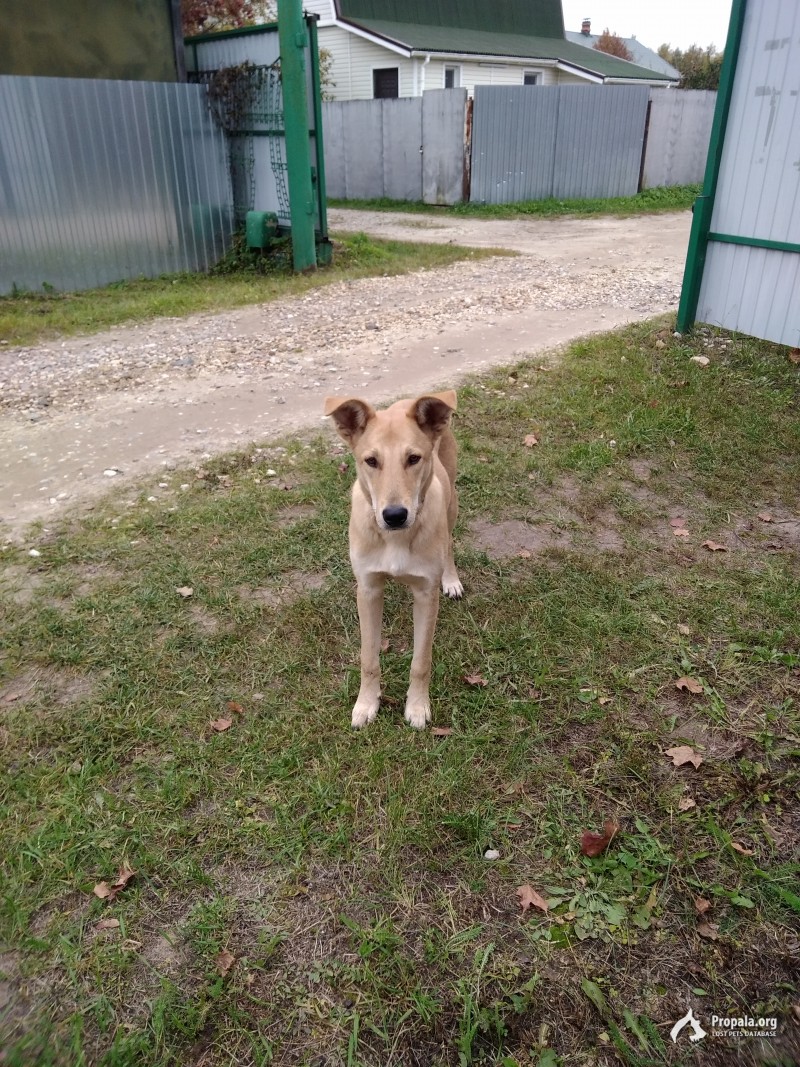 Найдена собака