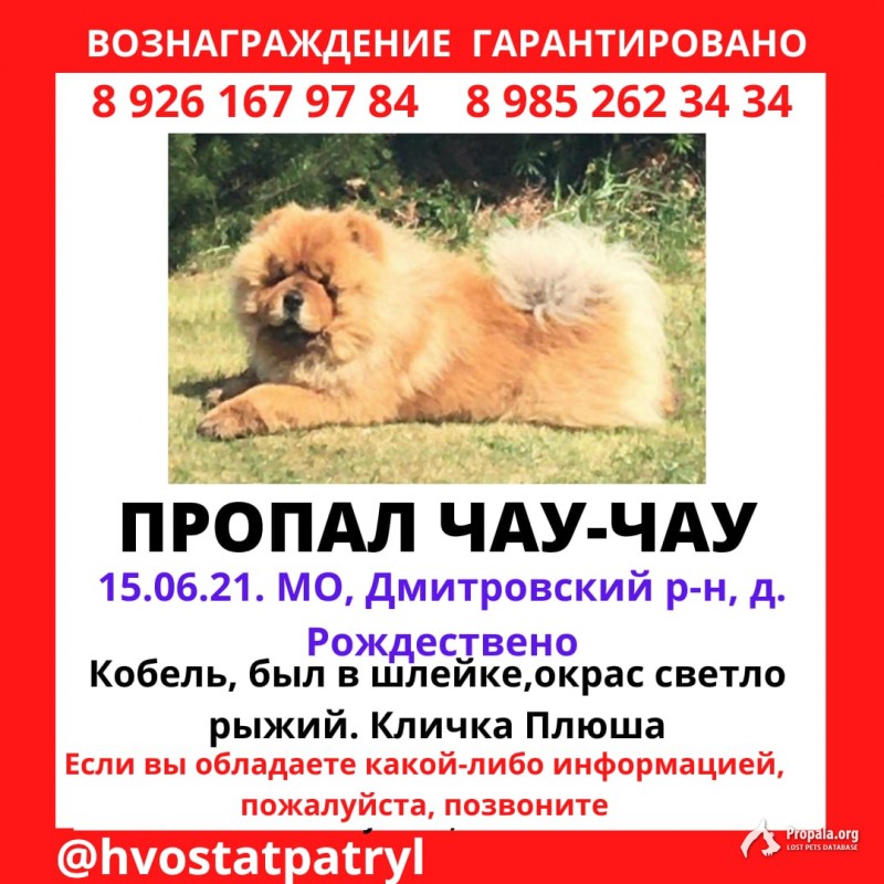 Пропал Чау-чау