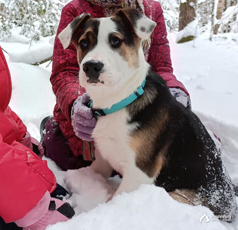 Пропала собака, МО, г. Щёлково