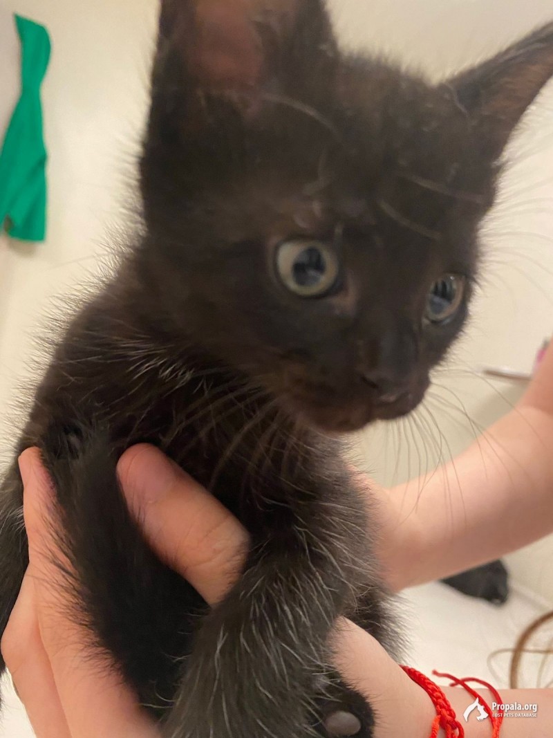 Отдам котенка мальчика в добрые руки