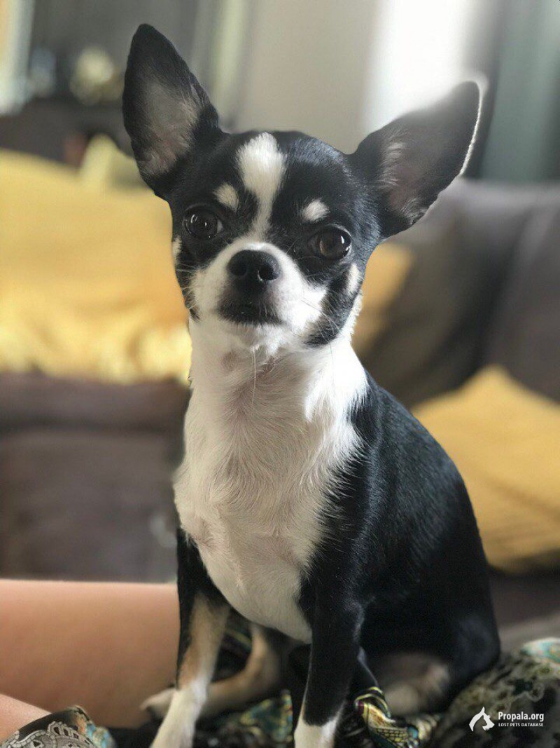 Потерялась чихуахуа