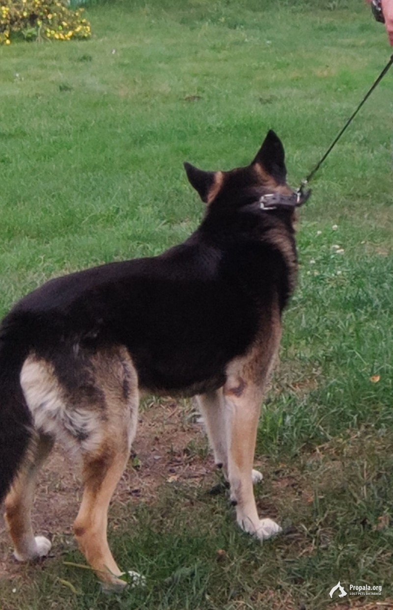 Пропала собака