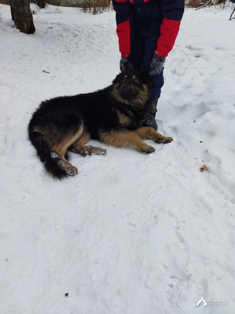 Найдена немецкая овчарка пер. Сергея Лазо 4