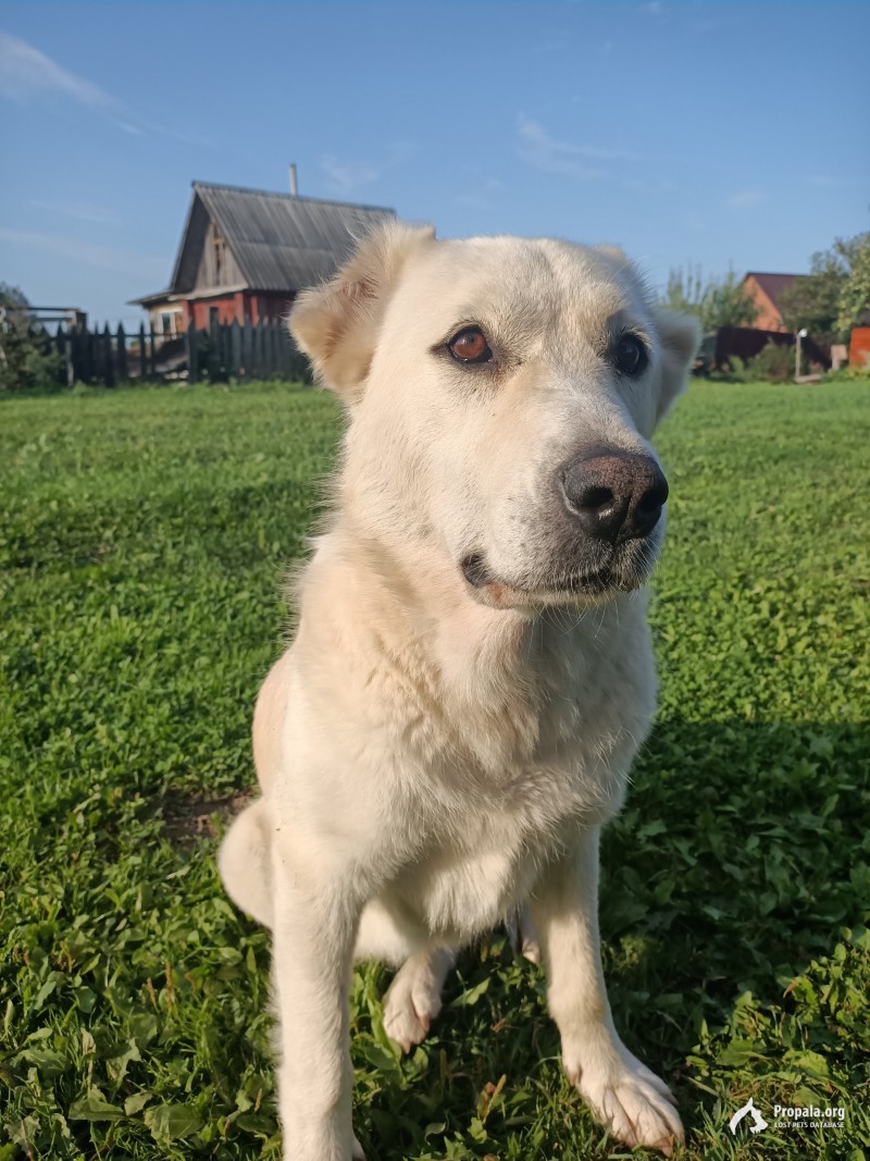 Найдена девочка Алабая