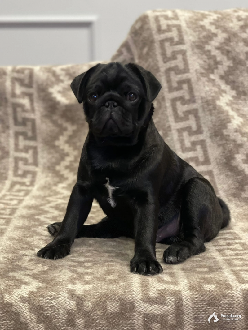 Пропала собака