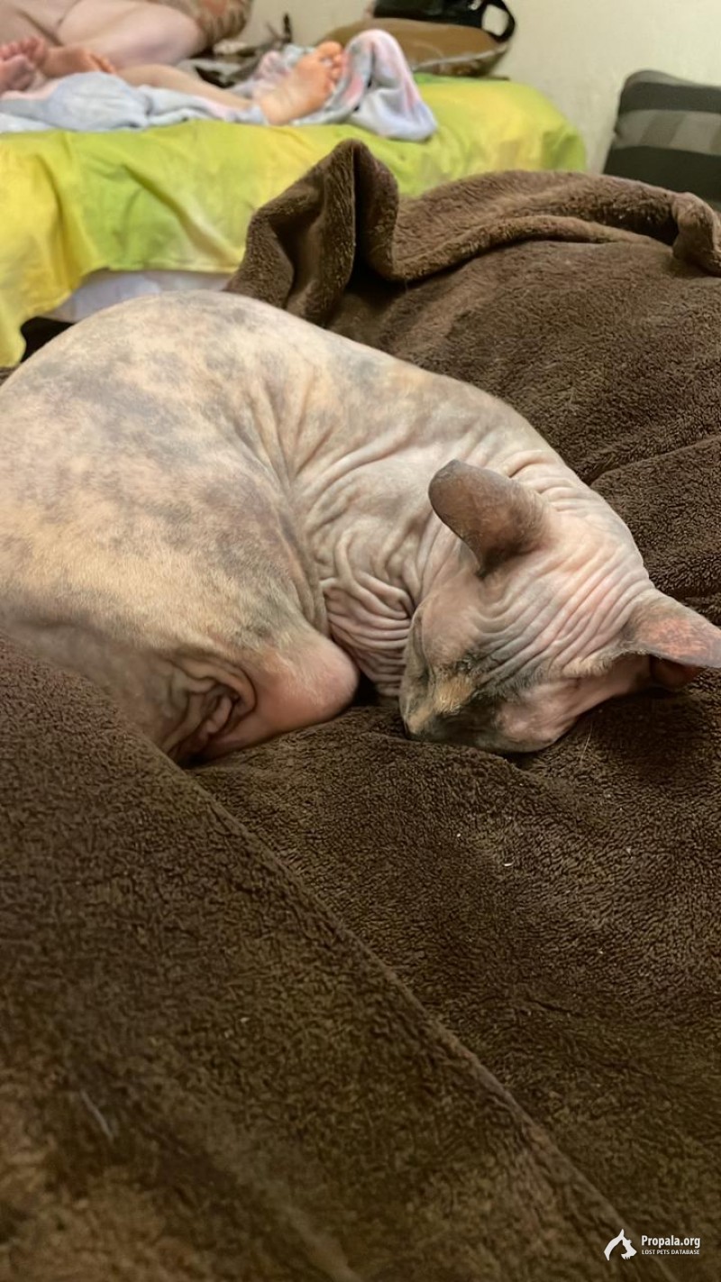 Пропала кошка