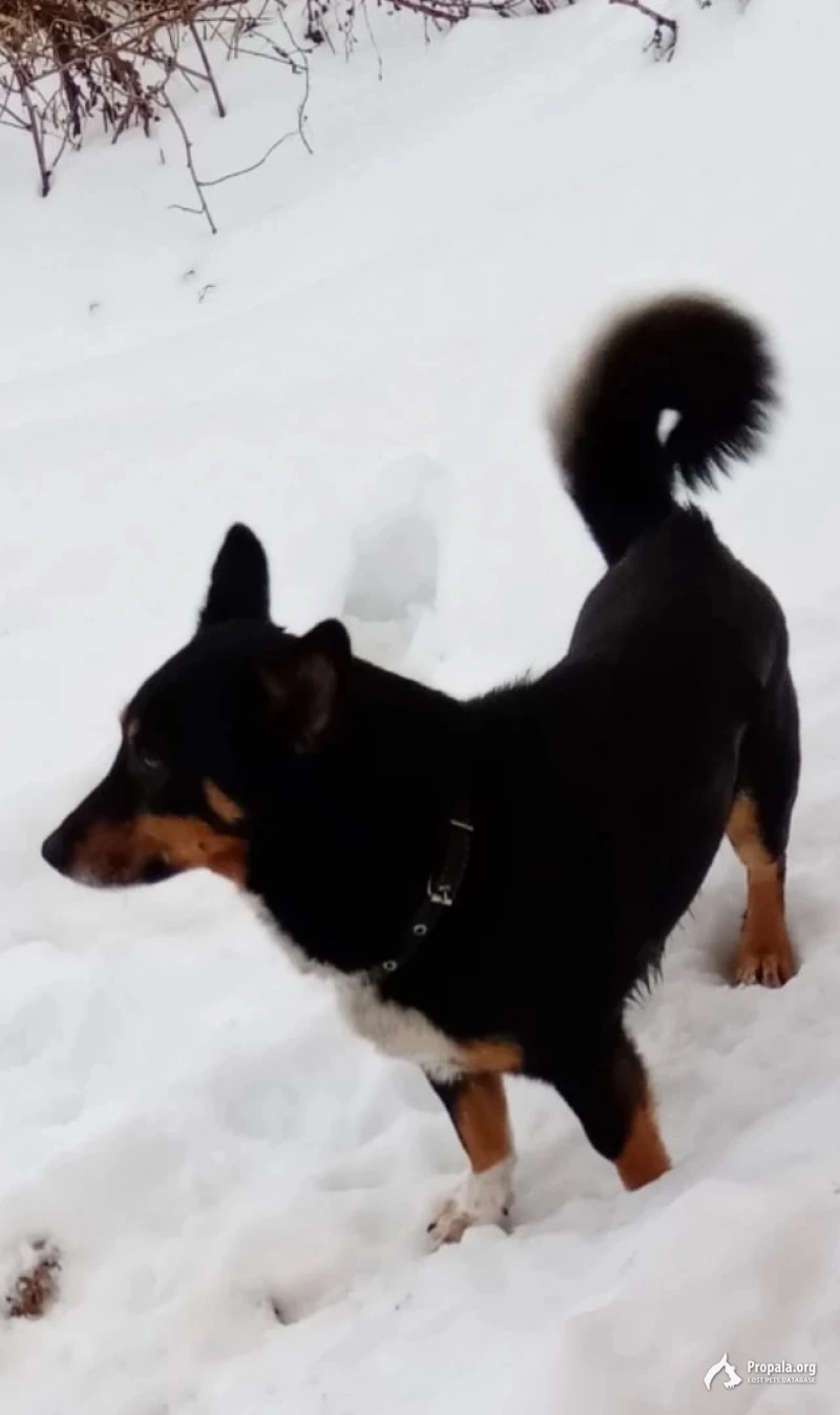 Пропала собака!!! Умоляем о помощи!!!