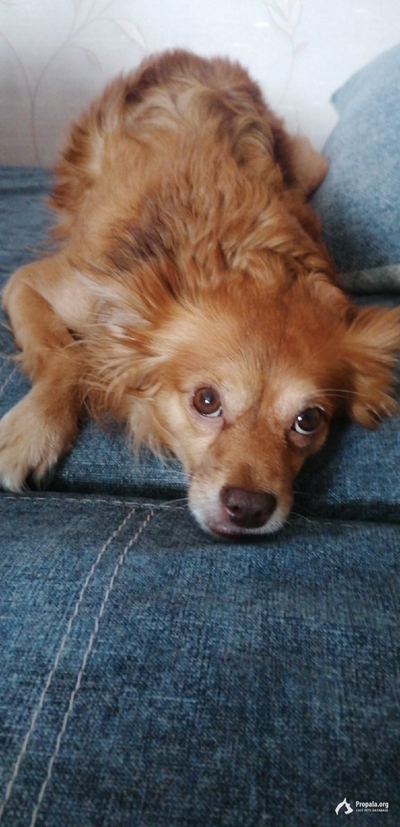 ВЛАДИВОСТОК, ПОТЕРЯЛСЯ МАЛЕНЬКИЙ РЫЖИЙ ДРУГ