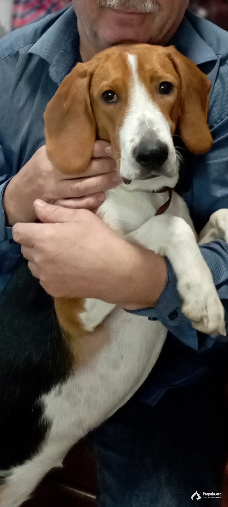 Эстонская гончая