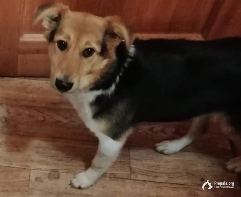 Пропали две собаки, Чеховский район в районе Волосово