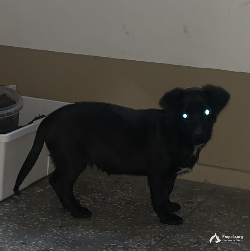Пропал щенок чёрного окраса, на шее ошейник